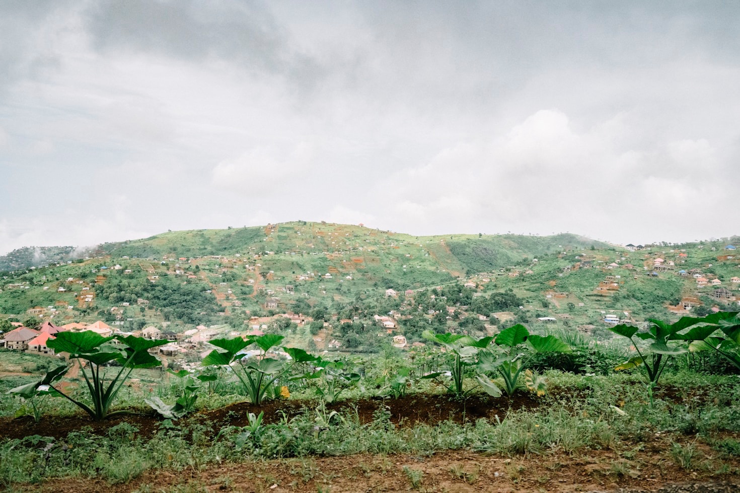 The Health Benefits of Indigenous African Crops