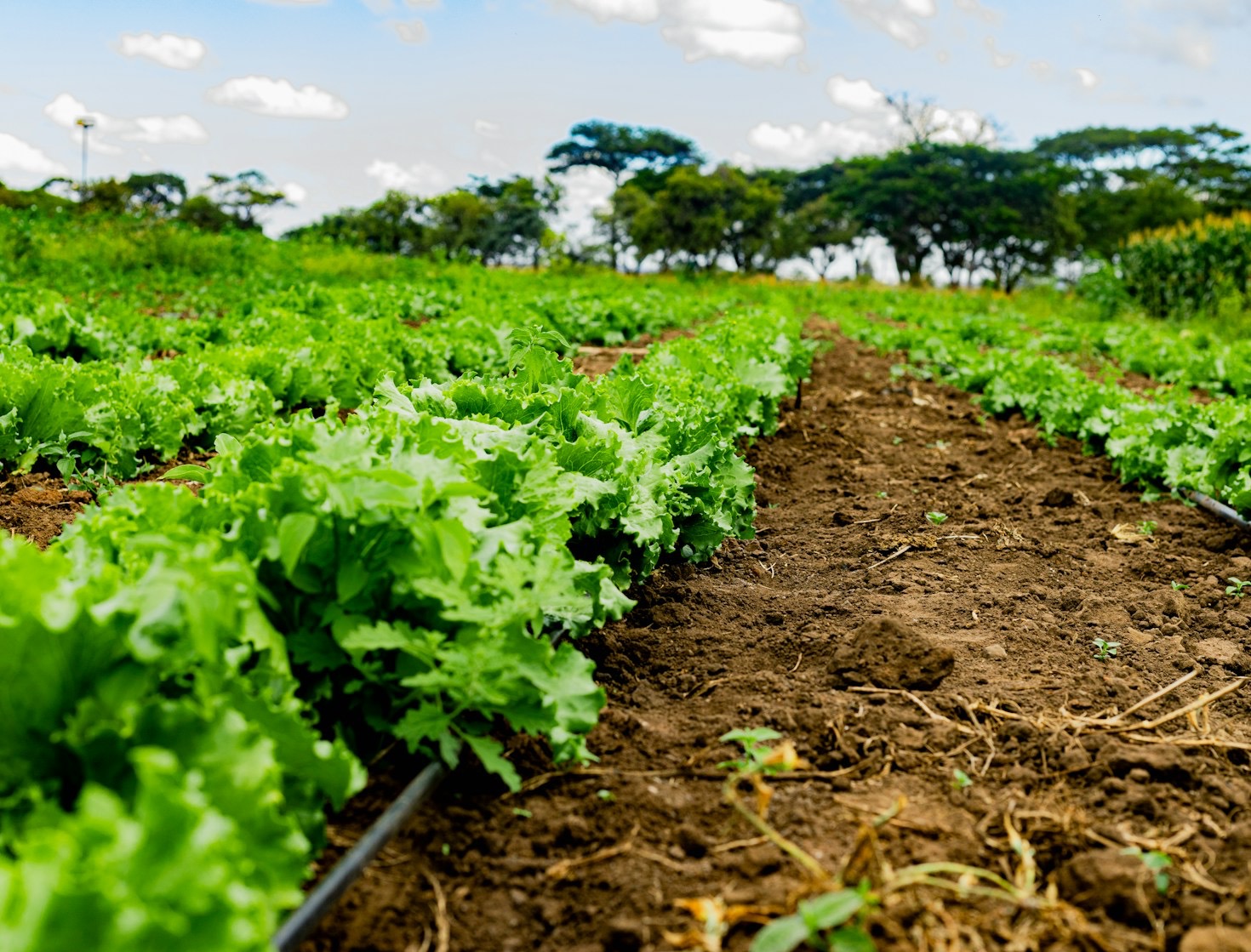Easy Sukuma Wiki- Vegetable recipes